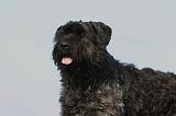 BOUVIER DES FLANDRES 217